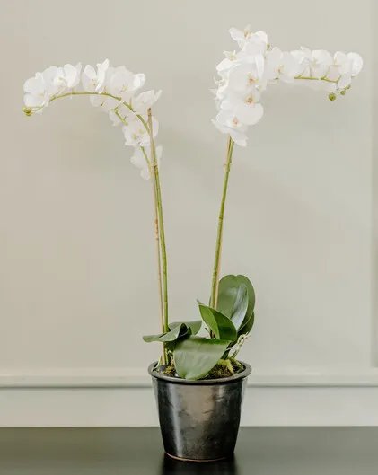 Halo Faux  White Orchid Multi Stemmed Plant (Black glazed pot)