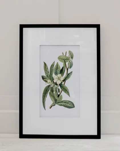Set of 4 Botanical Prints - Wild Flowers
